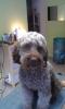 Lagotto Romagnolo